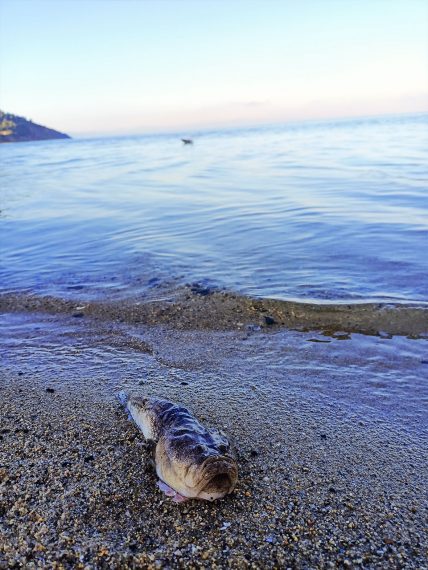 Kapıdağ bisiklet turu sabah